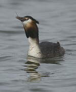 Great Crested Grebe