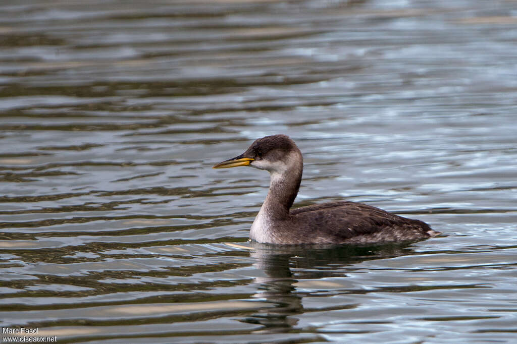 Red-necked Grebeadult post breeding, identification