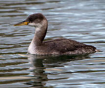 Red-necked Grebe