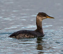 Red-necked Grebe