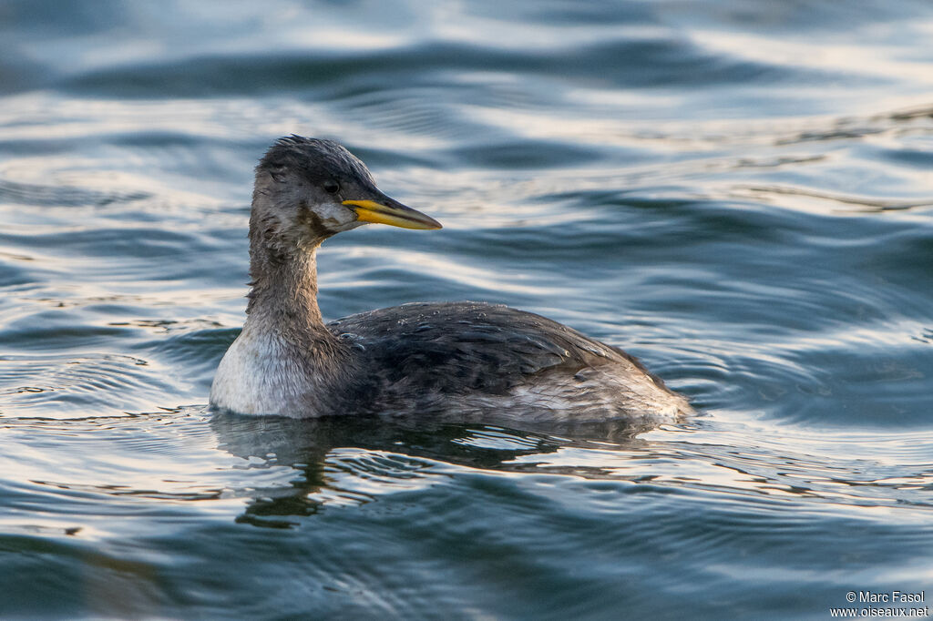 Red-necked Grebeadult post breeding, identification, swimming