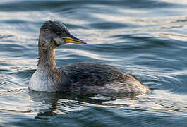 Red-necked Grebe