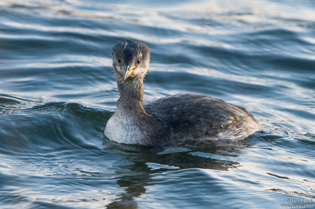 Red-necked Grebeadult post breeding, identification