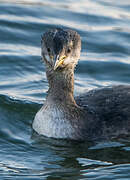 Red-necked Grebe