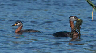 Red-necked Grebe