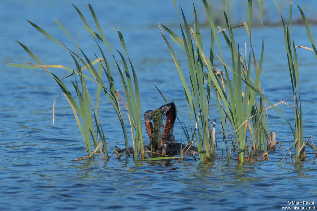 Red-necked Grebeadult breeding, Reproduction-nesting