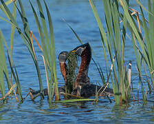 Red-necked Grebe