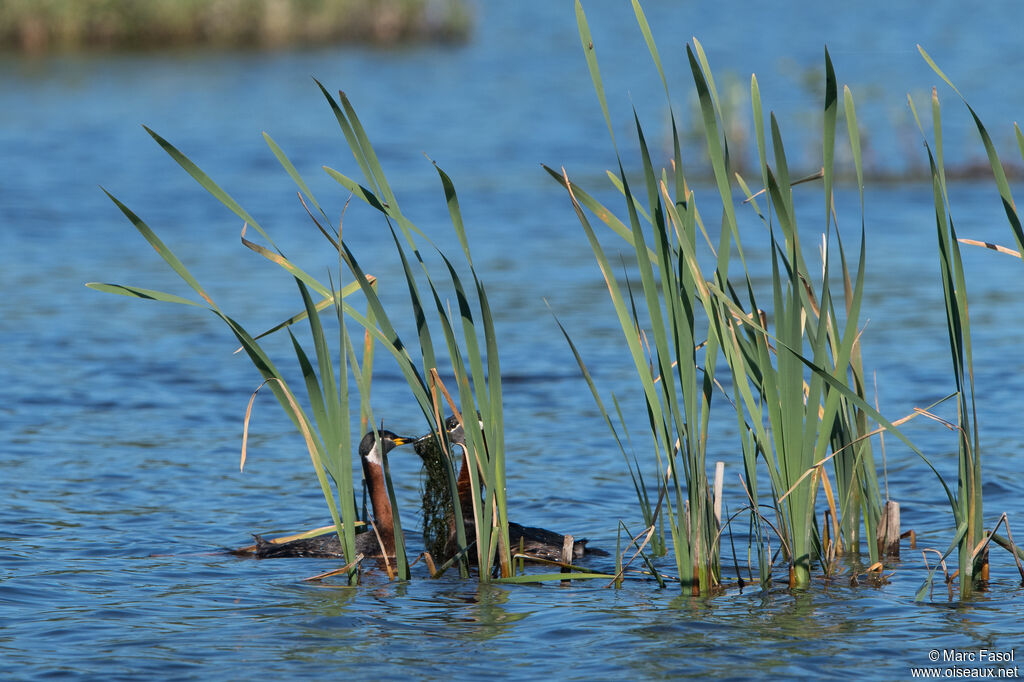 Red-necked Grebeadult, Reproduction-nesting