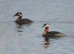 Red-necked Grebe