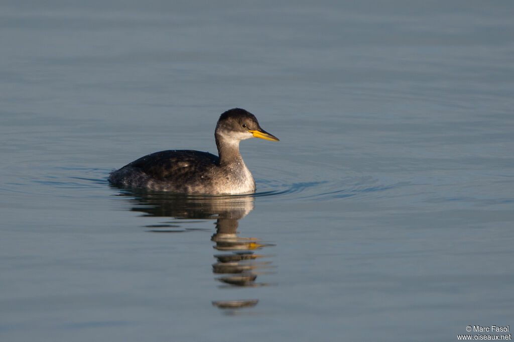 Red-necked Grebeadult post breeding, identification