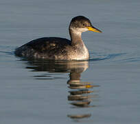 Red-necked Grebe