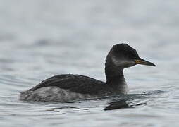 Red-necked Grebe