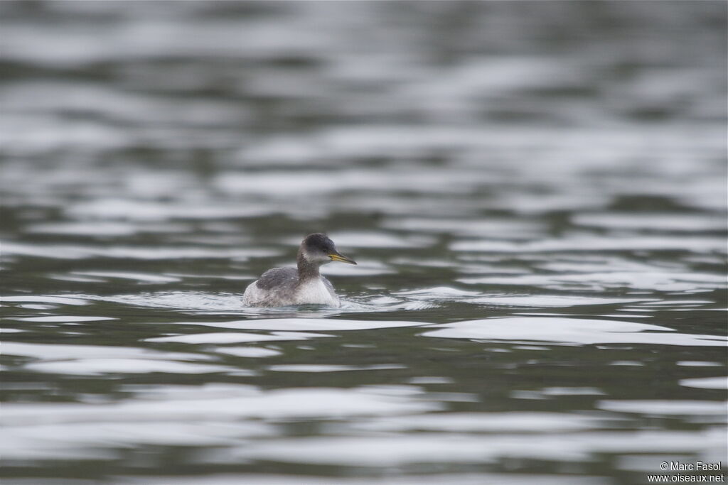 Red-necked Grebeadult post breeding, identification