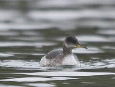 Red-necked Grebe