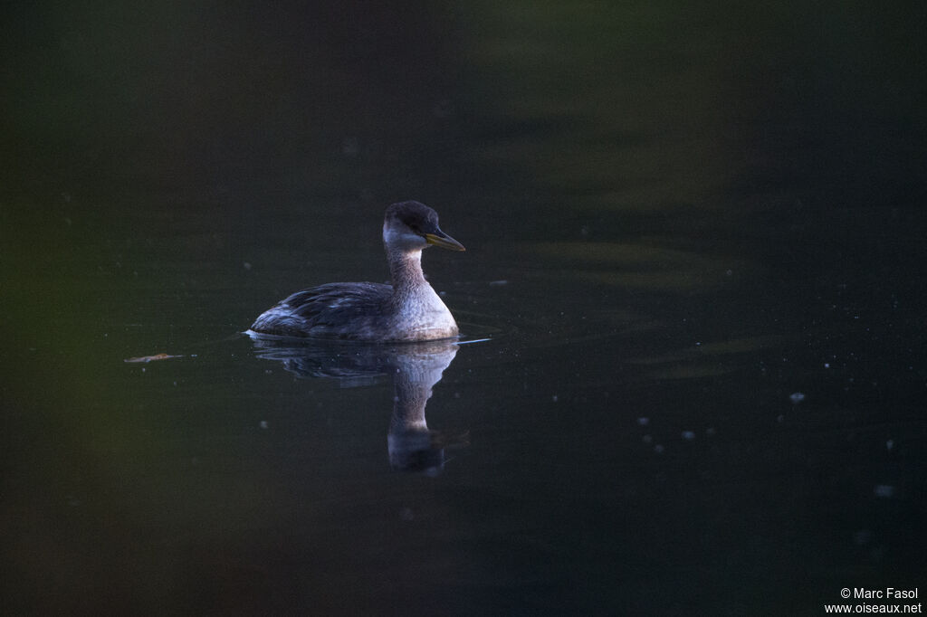 Red-necked Grebeadult post breeding, identification