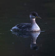 Red-necked Grebe