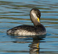 Red-necked Grebe