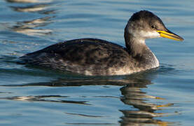 Red-necked Grebe