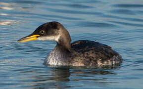 Red-necked Grebe