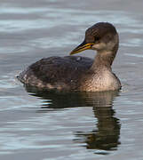 Red-necked Grebe