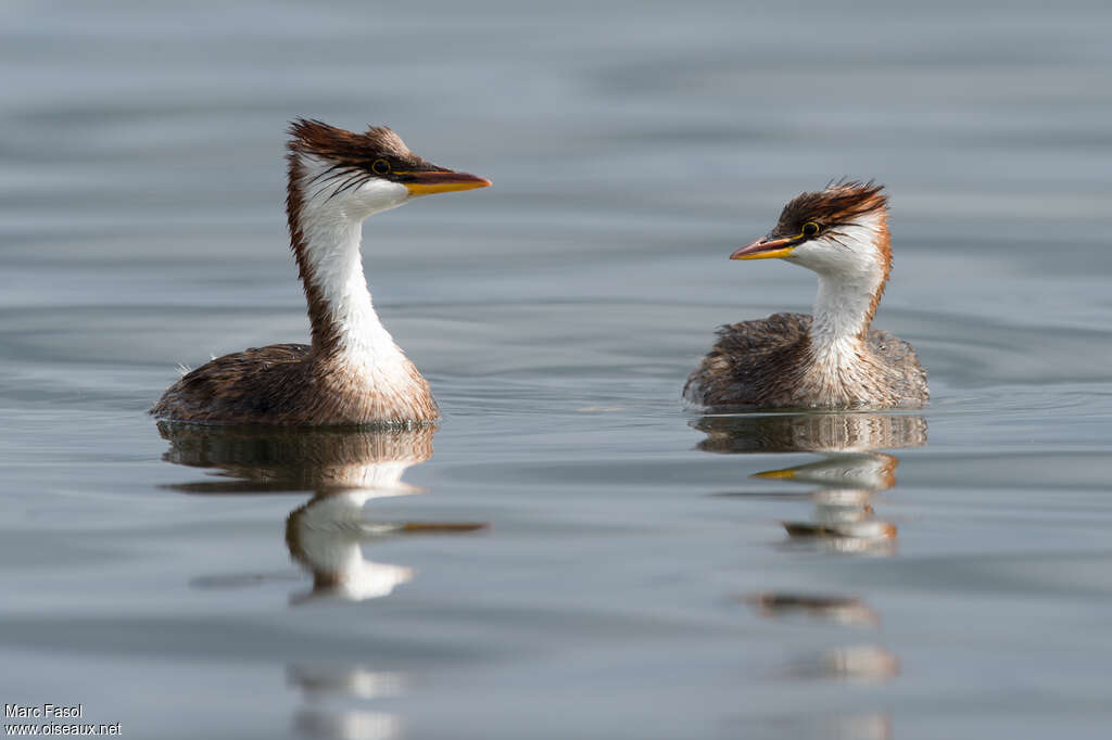 Titicaca Grebeadult breeding, pigmentation