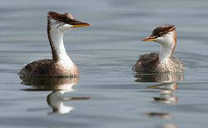 Titicaca Grebe