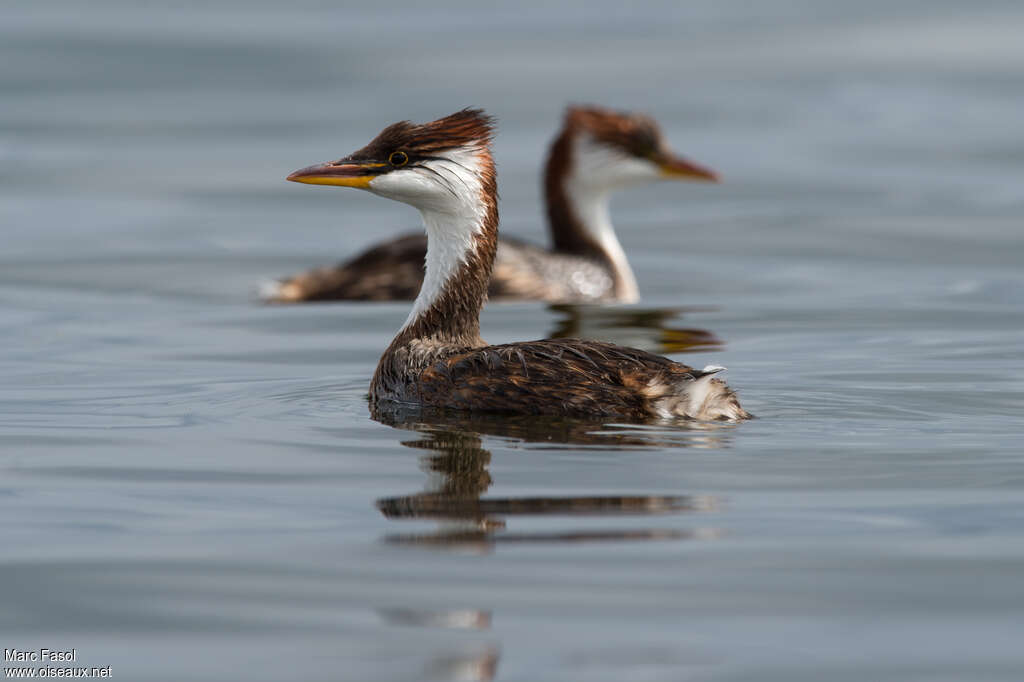 Titicaca Grebeadult breeding, identification