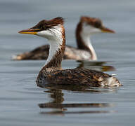 Titicaca Grebe