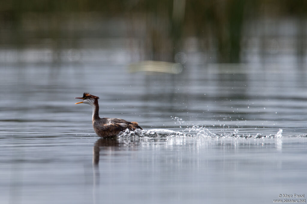 Titicaca Grebe