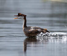 Titicaca Grebe