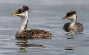 Titicaca Grebe