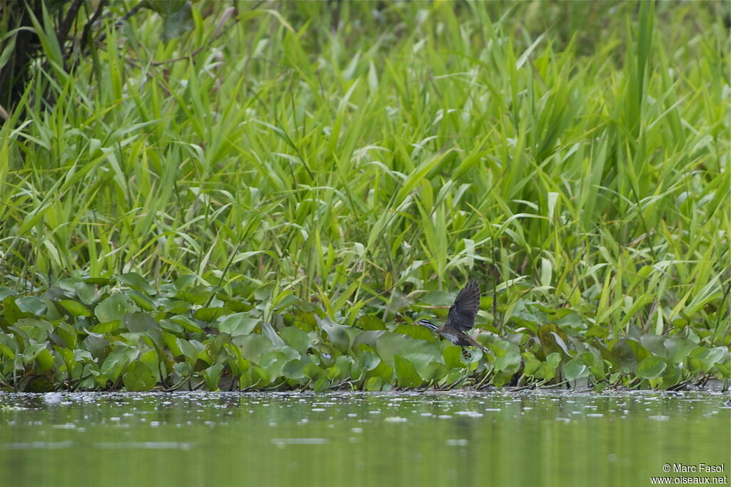 Sungrebe male, Flight