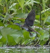 Sungrebe