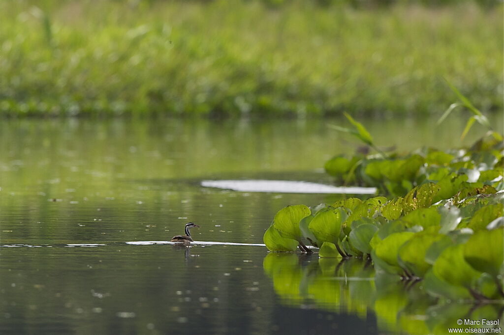 Sungrebe male, identification, Behaviour