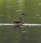 Sungrebe