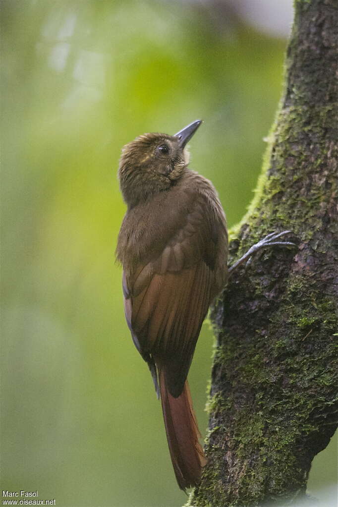 Tawny-winged Woodcreeperadult, identification, Behaviour