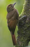 Tawny-winged Woodcreeper