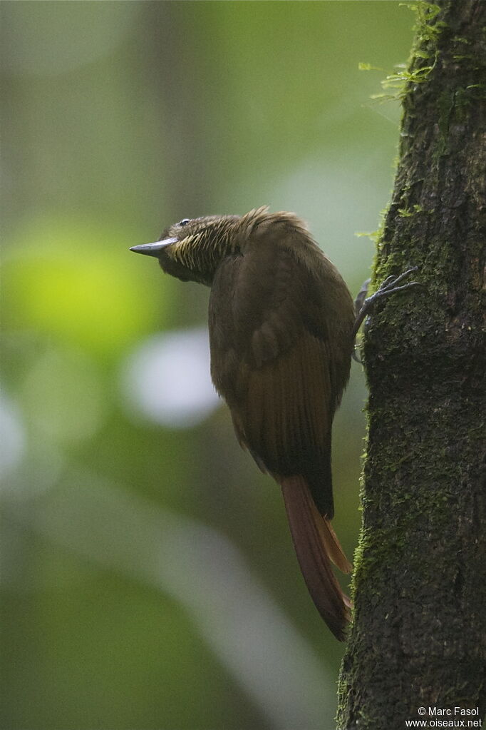 Grimpar à ailes roussesadulte, identification