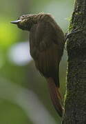 Tawny-winged Woodcreeper