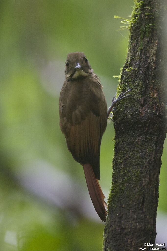 Tawny-winged Woodcreeperadult, identification, Behaviour