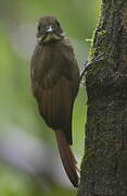 Tawny-winged Woodcreeper