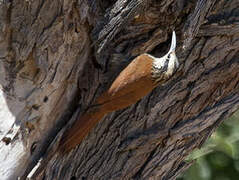 Narrow-billed Woodcreeper