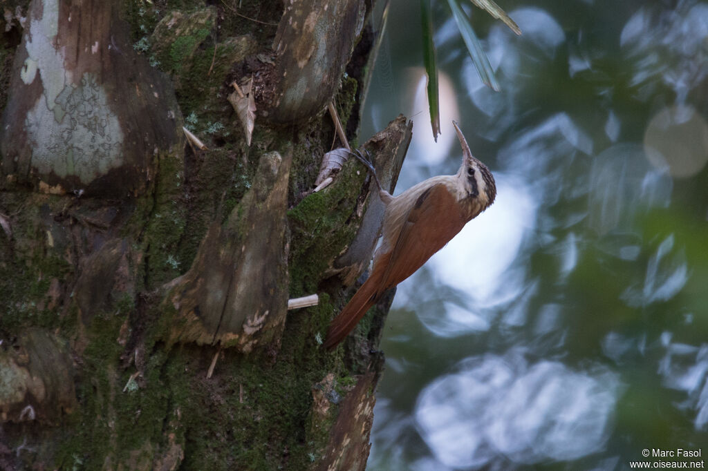 Narrow-billed Woodcreeperadult, identification, fishing/hunting