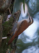 Narrow-billed Woodcreeper