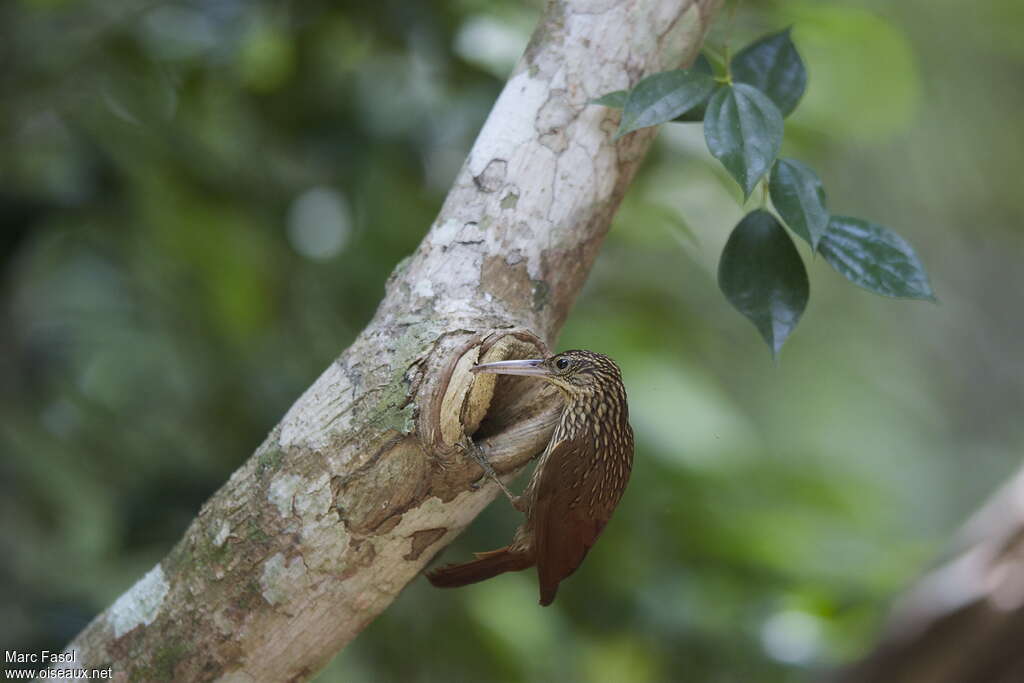 Ivory-billed Woodcreeperadult breeding, pigmentation, feeding habits, Behaviour