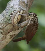 Ivory-billed Woodcreeper