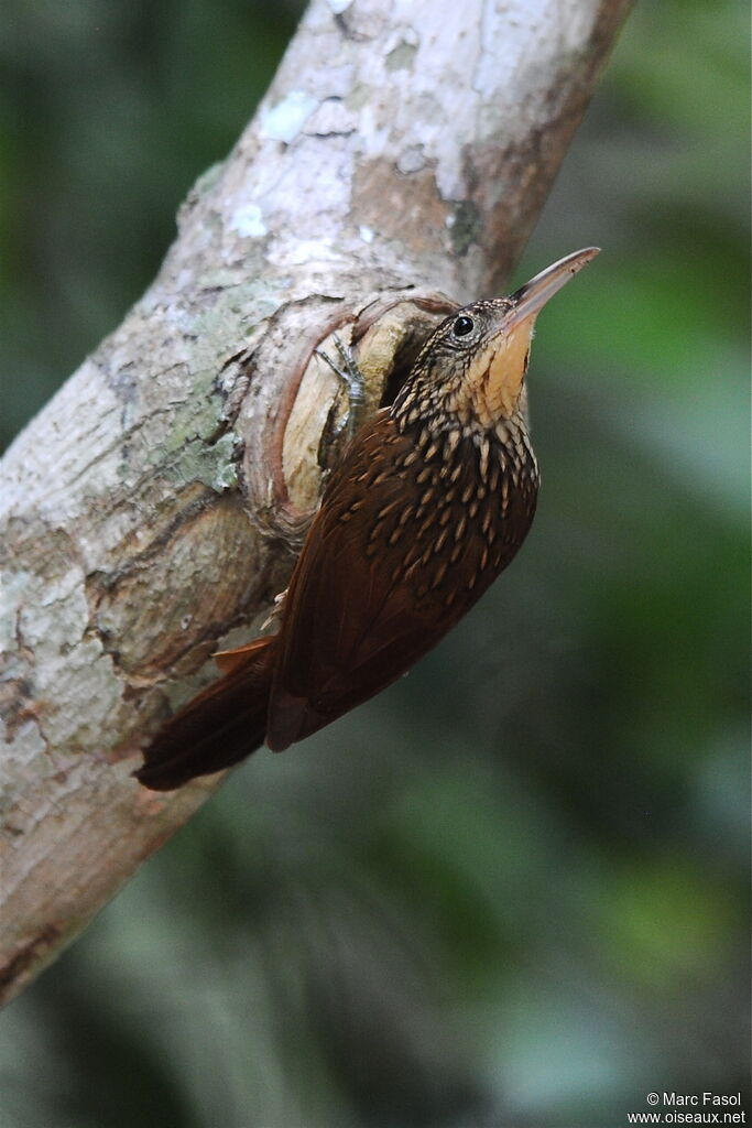 Ivory-billed Woodcreeperadult, identification, feeding habits, Behaviour