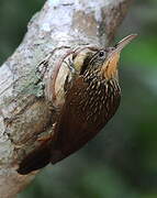 Ivory-billed Woodcreeper