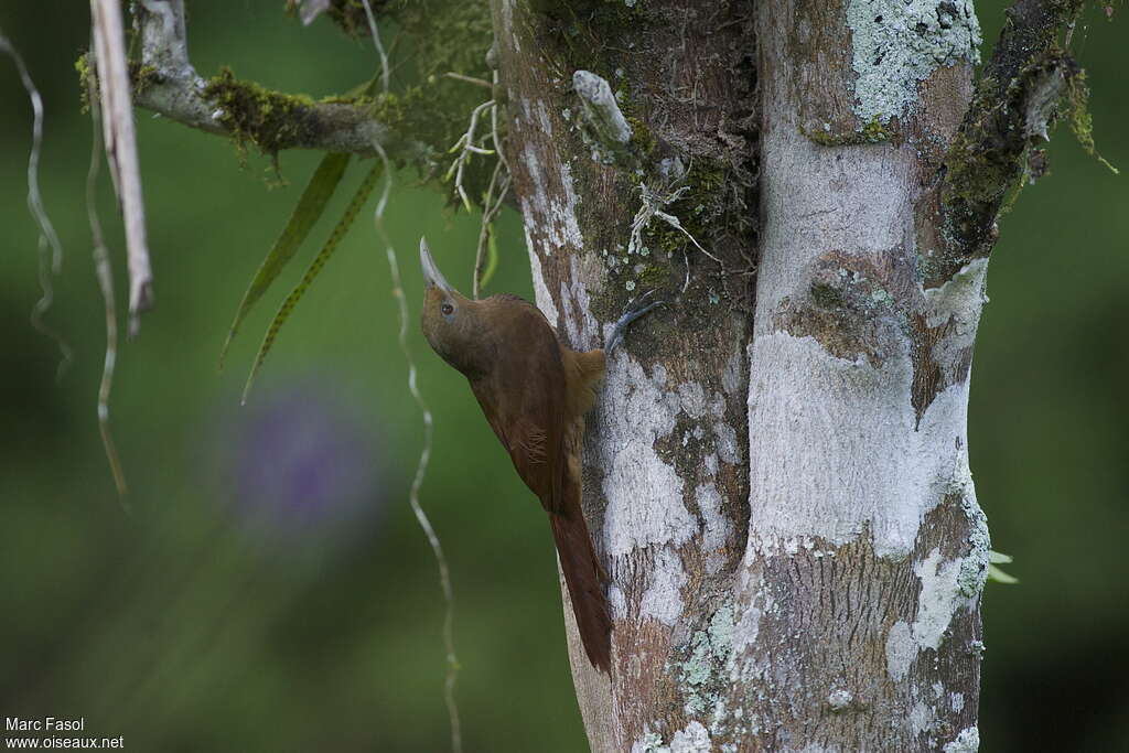 Cinnamon-throated Woodcreeperadult, habitat, pigmentation