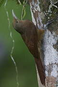 Cinnamon-throated Woodcreeper